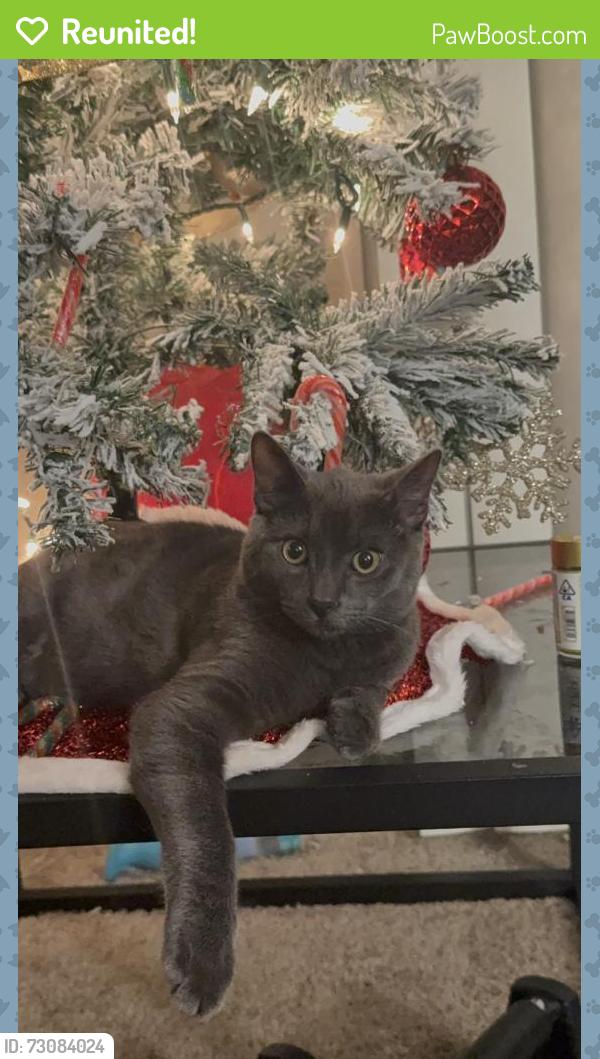 Reunited Male Cat last seen Near Renaissance Dr, San Jose, CA 95134, USA, San Jose, CA 95134