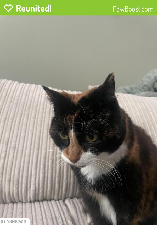 Reunited Female Cat last seen Premier shop crownhill, Crownhill, England MK8