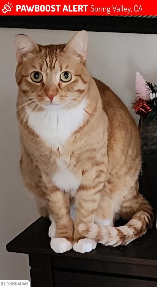 Lost Male Cat last seen S BONITA ST , Spring Valley, CA 91977