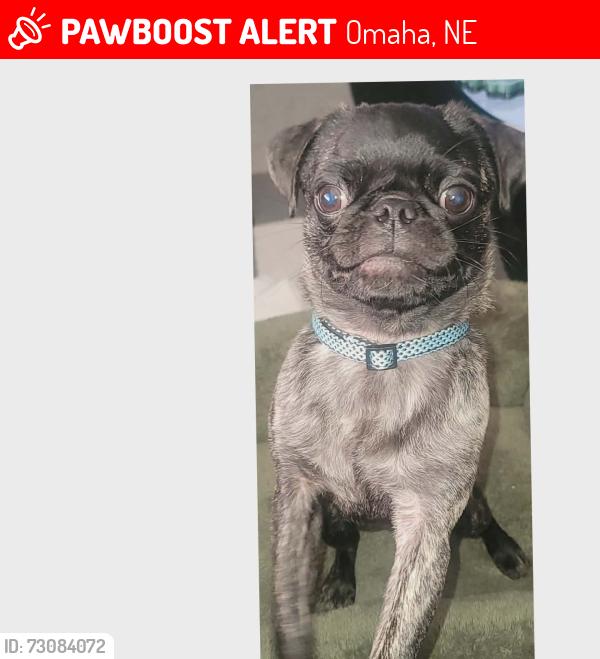 Lost Male Dog last seen South high, Omaha, NE 68107
