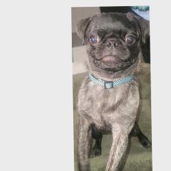 Lost Male Dog last seen South high, Omaha, NE 68107