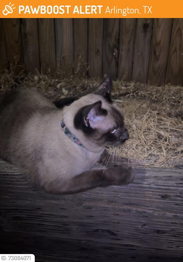 Found/Stray Unknown Cat last seen sandhurst and park springs, Arlington, TX 76001