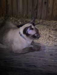 Found/Stray Unknown Cat last seen sandhurst and park springs, Arlington, TX 76001