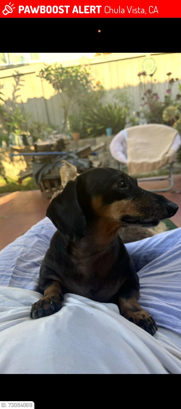 Lost Male Dog last seen South green view drive, Chula Vista, CA 91915