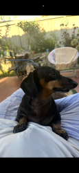 Lost Male Dog last seen South green view drive, Chula Vista, CA 91915