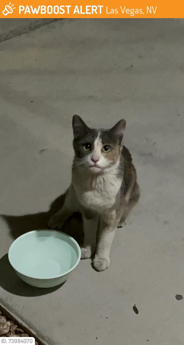 Found/Stray Female Cat last seen Coronado Palms Development, Las Vegas, NV 89113
