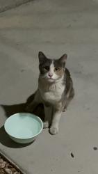 Found/Stray Female Cat last seen Coronado Palms Development, Las Vegas, NV 89113