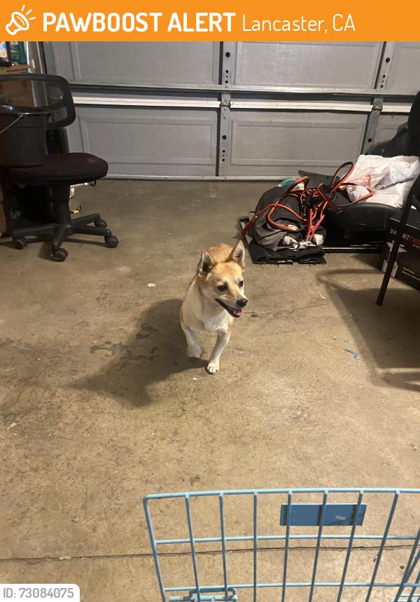 Found/Stray Male Dog last seen Challenger Way and East Ave K-8, Lancaster, CA 93535