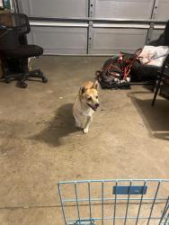 Found/Stray Male Dog last seen Challenger Way and East Ave K-8, Lancaster, CA 93535