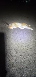 Found/Stray Unknown Cat last seen Near Morgan Rd, Liverpool, NY 13090, Liverpool, NY 13090