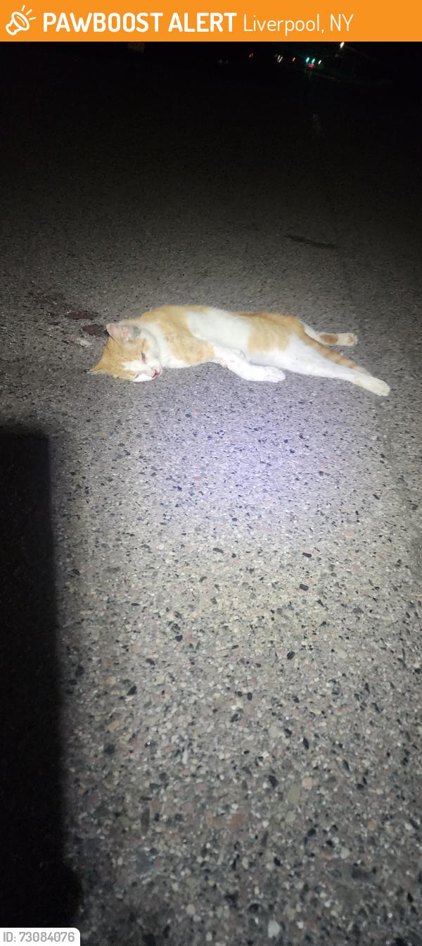 Found/Stray Unknown Cat last seen Near Morgan Rd, Liverpool, NY 13090, Liverpool, NY 13090