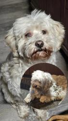 Reunited Male Dog last seen Lincoln and 7th, Michigan City, Michigan City, IN 46360