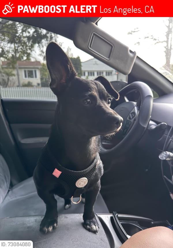 Lost Female Dog last seen Cordova st and Vermont avenue, Los Angeles, CA 90007