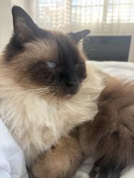 Lost Male Cat last seen Henson Road, Salisbury, QLD 4107