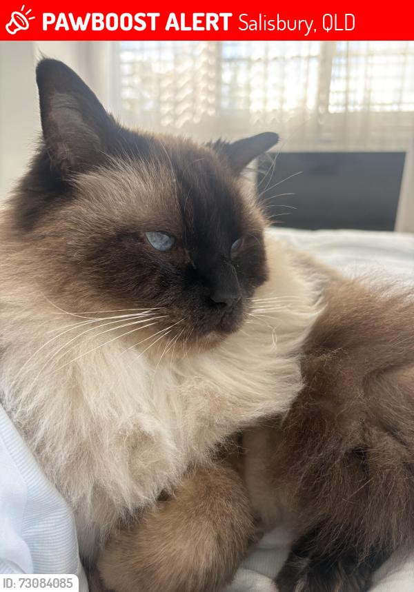 Lost Male Cat last seen Henson Road, Salisbury, QLD 4107