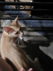 Found/Stray Unknown Cat last seen Kelso High School, Kelso, WA 98626