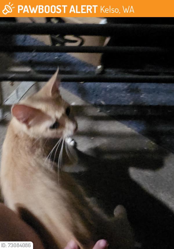 Found/Stray Unknown Cat last seen Kelso High School, Kelso, WA 98626