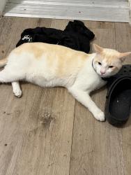 Found/Stray Male Cat last seen Near Eagle Glen Pkwy, Corona, CA 92883, Corona, CA 92881