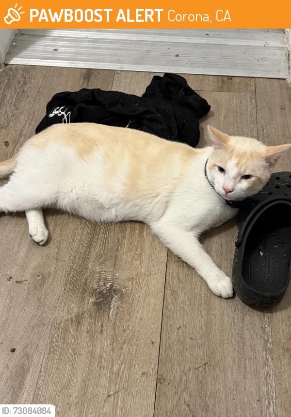 Found/Stray Male Cat last seen Near Eagle Glen Pkwy, Corona, CA 92883, Corona, CA 92881