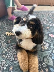Lost Male Dog last seen Oakley Rodeo, Oakley, UT 84055