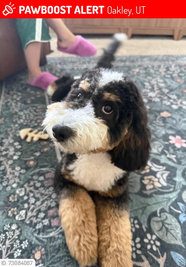 Lost Male Dog last seen Oakley Rodeo, Oakley, UT 84055