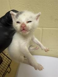 Shelter Stray Male Cat last seen SONOMA AVE & FAIRFIELD ST, 2127 Front St, Sacramento, CA 95818, USA