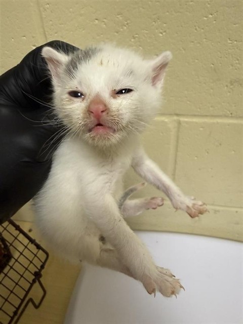 Shelter Stray Male Cat last seen SONOMA AVE & FAIRFIELD ST, 2127 Front St, Sacramento, CA 95818, USA