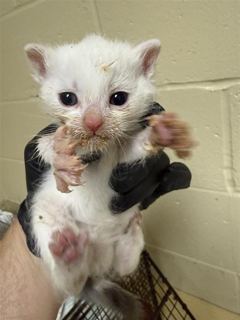Shelter Stray Female Cat last seen SONOMA AVE & FAIRFIELD ST, 2127 Front St, Sacramento, CA 95818, USA