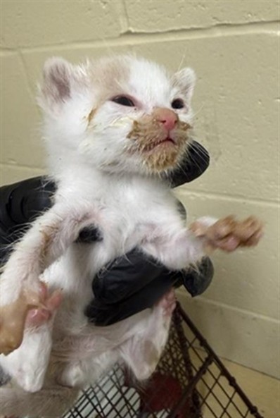 Shelter Stray Male Cat last seen SONOMA AVE & FAIRFIELD ST, 2127 Front St, Sacramento, CA 95818, USA