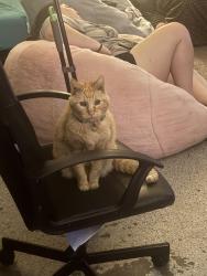 Lost Male Cat last seen Antelope rd, Antelope, CA 95843
