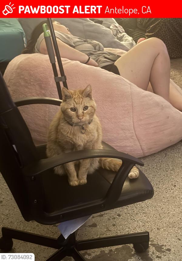 Lost Male Cat last seen Antelope rd, Antelope, CA 95843