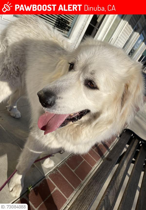 Lost Female Dog last seen Near 3018 Ridge Creek Dr, Dinuba, Dinuba, CA 93618