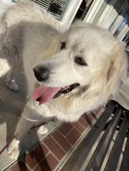 Lost Female Dog last seen Near 3018 Ridge Creek Dr, Dinuba, Dinuba, CA 93618