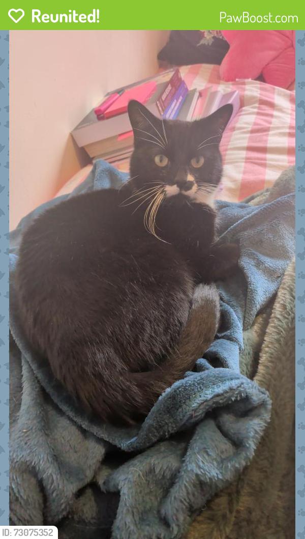 Reunited Male Cat last seen Elverson road DLR station, Greater London, England SE8 4LA