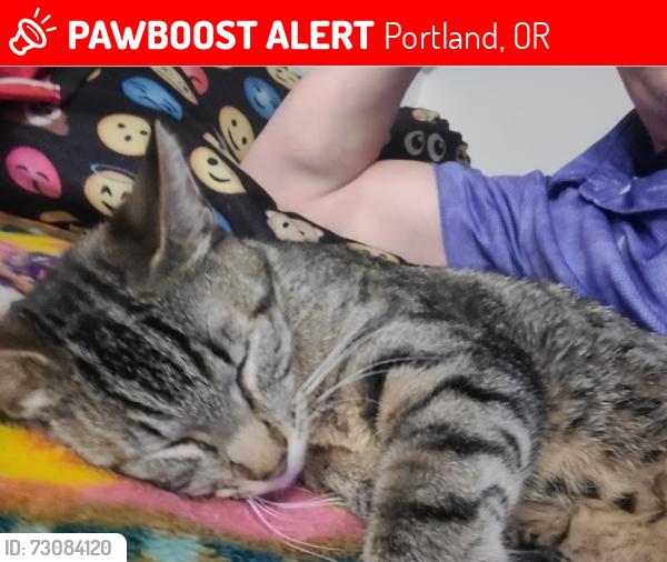 Lost Female Cat last seen Near se long st, Portland, OR 97266