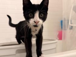 Found/Stray Unknown Cat last seen Across from IKEA, Emeryville, CA 94608