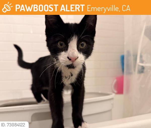 Found/Stray Unknown Cat last seen Across from IKEA, Emeryville, CA 94608