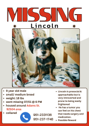 Lost Male Dog last seen Helena Ave & Brynhust Dr, Riverside, CA 92504