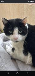 Lost Male Cat last seen Desire, Rowland Heights, CA 91748