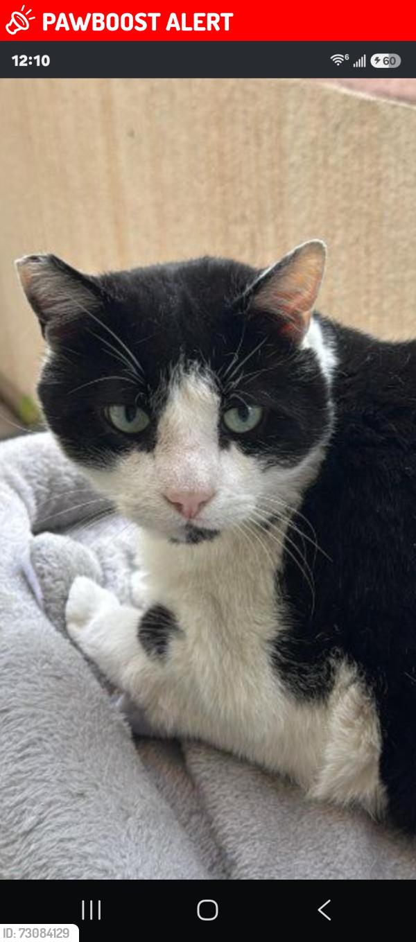 Lost Male Cat last seen Desire, Rowland Heights, CA 91748