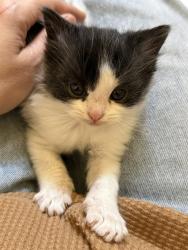 Shelter Stray Male Cat last seen Near BLOCK YOST CT DENVER CO 80239, 1241 W Bayaud Ave, Denver, CO 80223, USA