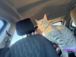 Lost Male Cat last seen Willowlake rd, Discovery Bay, CA 94505