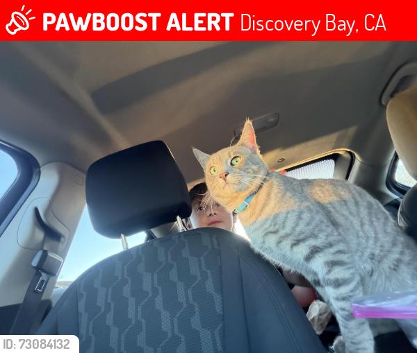 Lost Male Cat last seen Willowlake rd, Discovery Bay, CA 94505