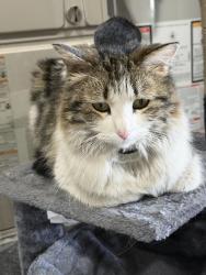 Lost Female Cat last seen Harvest rd or green Dr, Adams County, CO 80603
