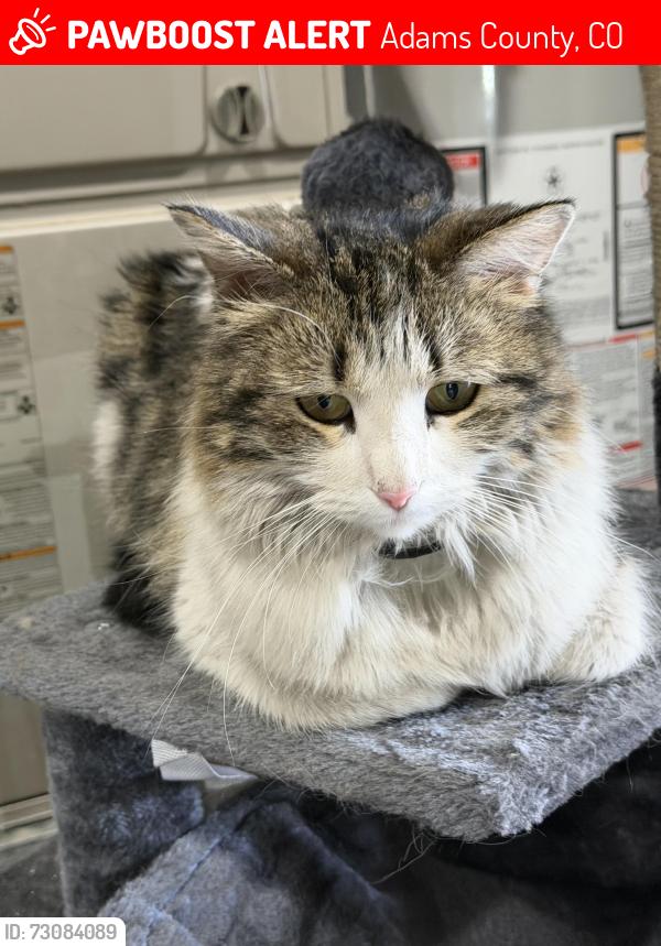 Lost Female Cat last seen Harvest rd or green Dr, Adams County, CO 80603