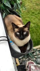 Lost Female Cat last seen Robertson elementary school , Chilliwack, BC V2P