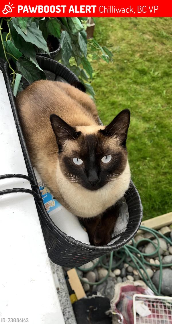 Lost Female Cat last seen Robertson elementary school , Chilliwack, BC V2P