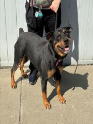 Shelter Stray Female Dog last seen Near BLOCK BOHANNON AVE, 3528 Newburg Rd, Louisville, KY 40218, USA
