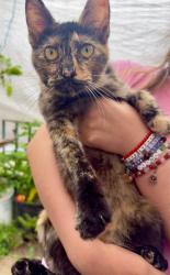 Found/Stray Female Cat last seen Slauson Ave & Carmelita Ave by Nimitz Middle School, Huntington Park, CA 90255