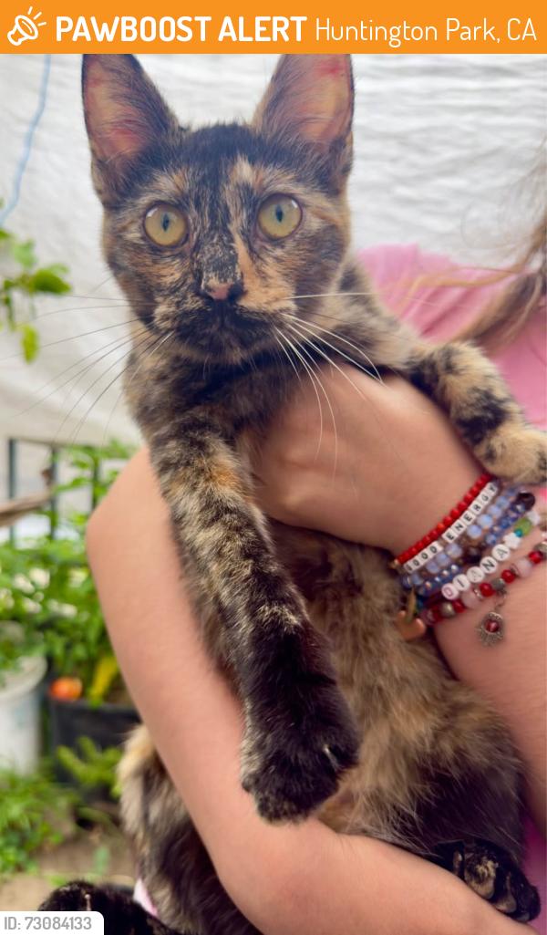 Found/Stray Female Cat last seen Slauson Ave & Carmelita Ave by Nimitz Middle School, Huntington Park, CA 90255